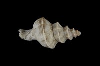 藏品(旋梯花仙螺)的圖片